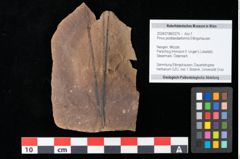 Foto (Objekt + Etikett) von Pinus posttaedaeformis Ettingshausen (NHMW-GEO-2024-0188-0275)